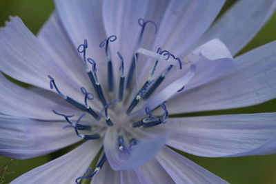 Close-up of chicory