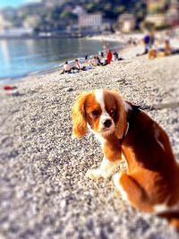 Close-up of dog sitting outdoors