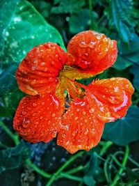 Close-up of wet red flower blooming outdoors