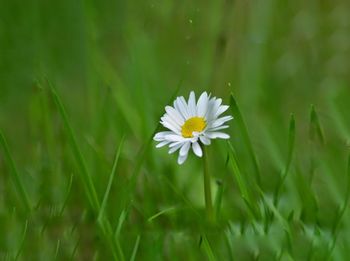 Close-up of white daisy flower on field