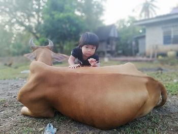 Portrait of girl climbing on cow