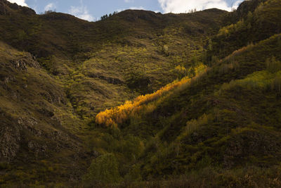Scenic view of forest