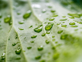 Close-up of water drops on leaf