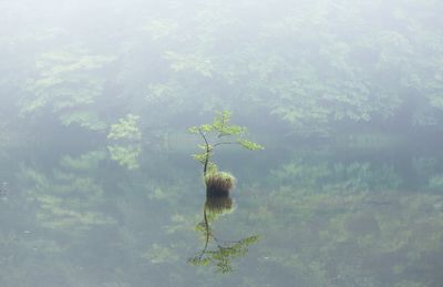 Close-up of tree in lake