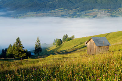 Scenic view of agricultural field