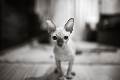 Portrait of dog on floor