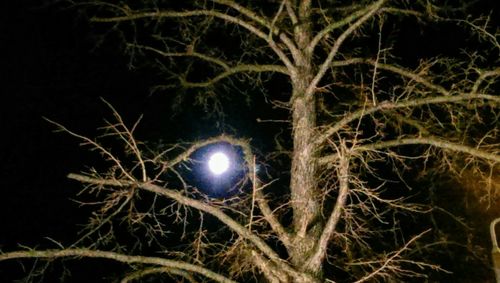 Low angle view of bare tree at night