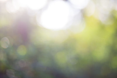 Defocused image of tree against blurred background