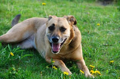 Portrait of dog relaxing on grass