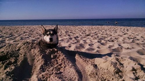 Portrait of dog relaxing on sandy beach