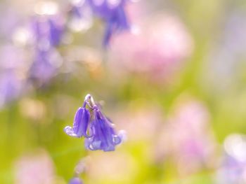 Close-up of purple flowering plant