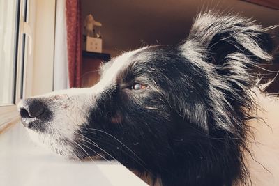 Close-up of dog at home