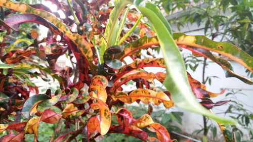 Close-up of leaves