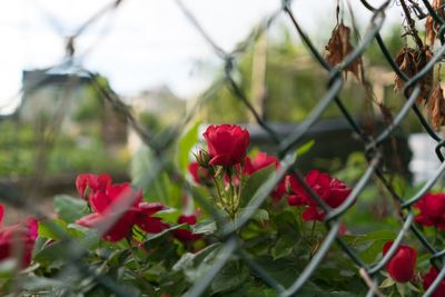 Close-up of red flowers blooming outdoors