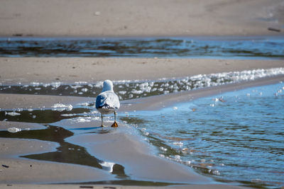 View of seagull on beach