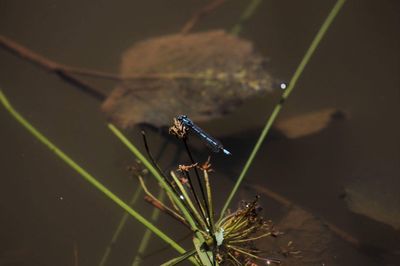 Close-up of damselfly on plant