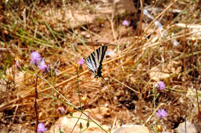 Butterfly on purple flower