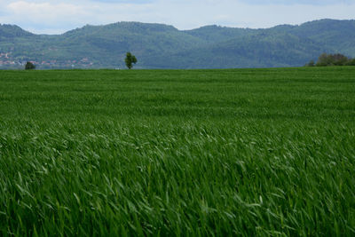 Scenic view of field against mountains