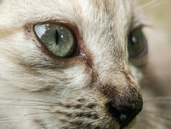 Close-up portrait of cat