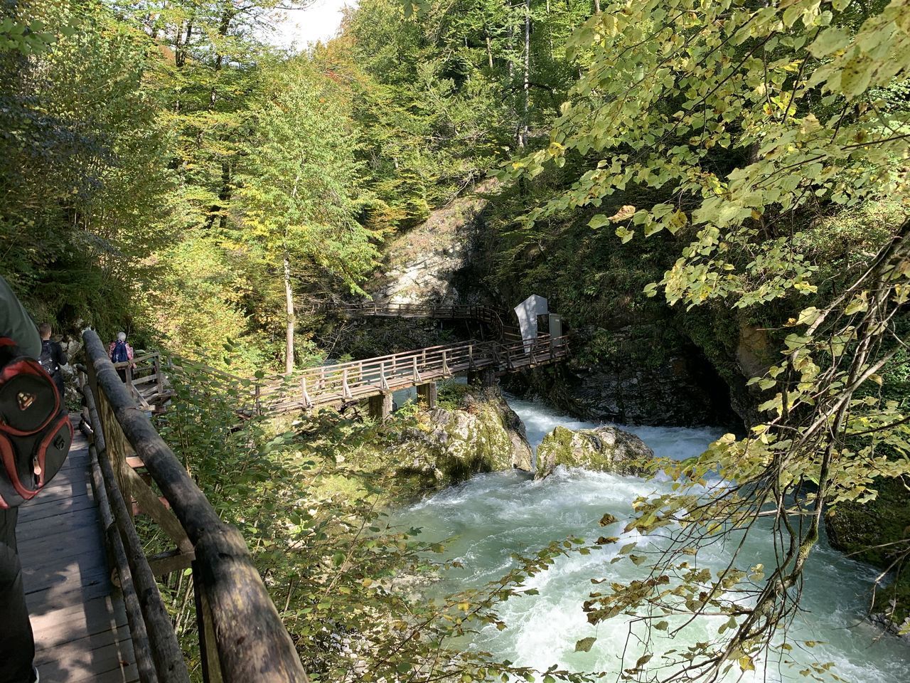 TREES BY RIVER IN FOREST