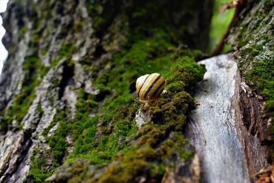 Close-up of snail on tree trunk