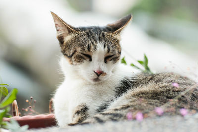 Close-up of a cat with eyes closed