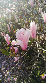 Close-up of pink magnolia on tree