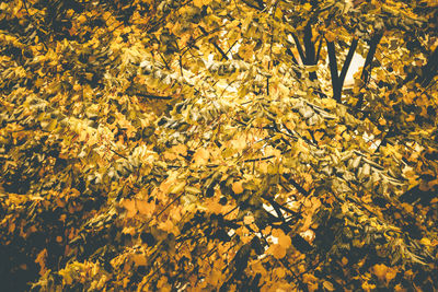 Full frame shot of yellow autumn leaves