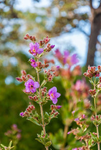 Close-up of pink flowering plant