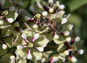 Close-up of bee pollinating on flower