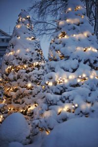 Low angle view of christmas tree during winter