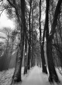 Snow covered trees against sky