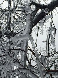 Low angle view of bare trees