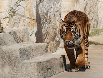 Full length of a cat walking in zoo