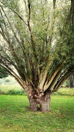 Trees growing on landscape