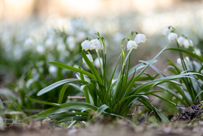 Close-up of flowering plant on field