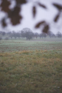 View of grassy field