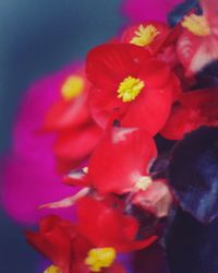 Close-up of pink flower