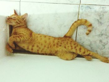 Cat sleeping on tiled floor