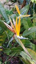 Close-up of plant