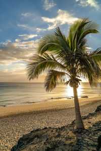 Palm trees on beach against sky and sunset