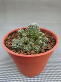 High angle view of succulent plant on table