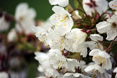 Close-up of white flowers