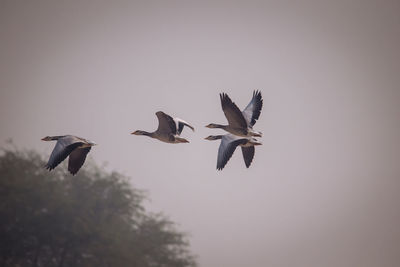 Low angle view of birds flying in the sky