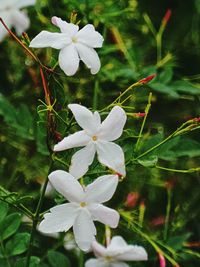 Close-up of white flowers blooming outdoors