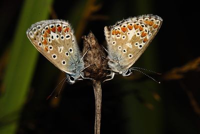 Close-up of butterfly on flower