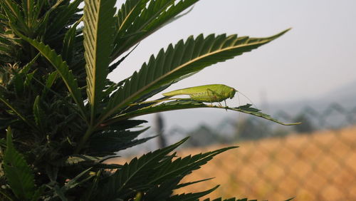 Close-up of fresh green plant against sky