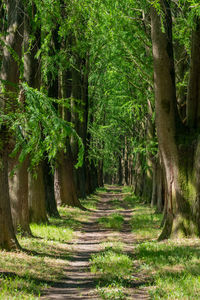 Dirt road amidst trees in forest