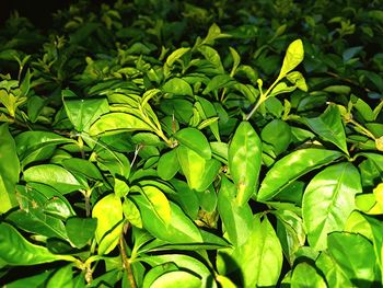 Close-up of green leaves