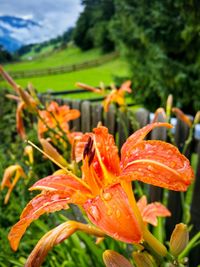 Close-up of orange flowers